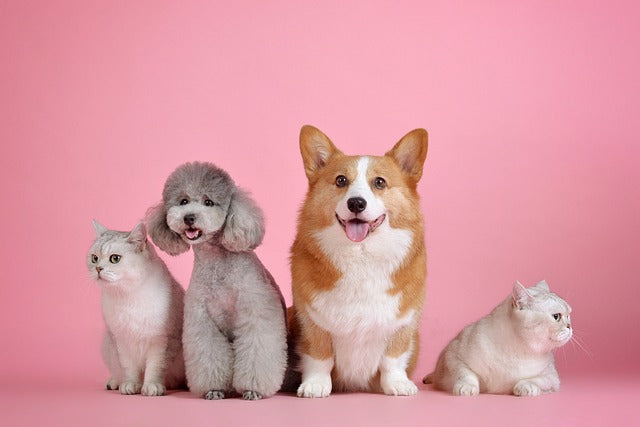 Emergency Preparedness for Pet Owners: 5 Essential Steps to Keep Your Furry Friends Safe