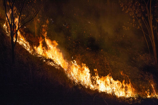 Optimal Water Storage Solutions for Wildfire Zones: Why Aluminum Cans Outshine Plastic Bottles and Filtration Systems