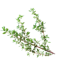 Mint Leaf 1