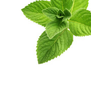 Mint Leaf 3