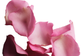 ROSE radiance