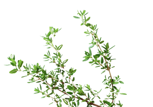 Thyme Tranquility